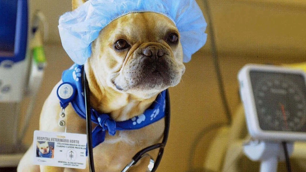O que você precisa saber sobre anestesia em pets.